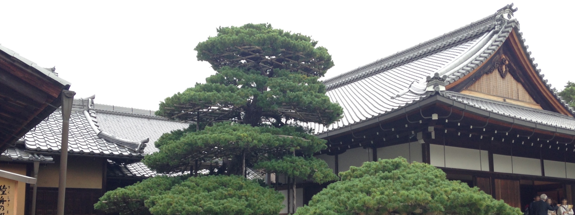 Foto van Matsu boom door そらみみ, te vinden op https://commons.wikimedia.org/wiki/File:Rikushu-no-matsu_pine_tree_in_Rokuonji_Temple.JPG, licentie via Creative Commons.